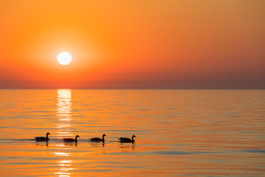USA, Illinois, Chicago, Lake Michigan, Canada geese at sunrise