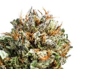 LSD strain of cannabis