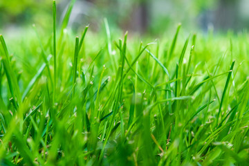 Bright Green Grass in Urban Setting