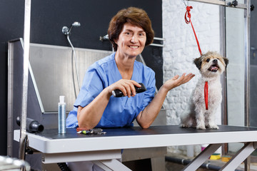 Woman grooming havanese in salon