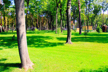 Beautiful lawn of green grass with trees in park