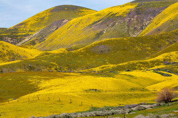 Fototapeta na wymiar Bright yellow flowers on the Carrizo Plain during the wildflower superbloom