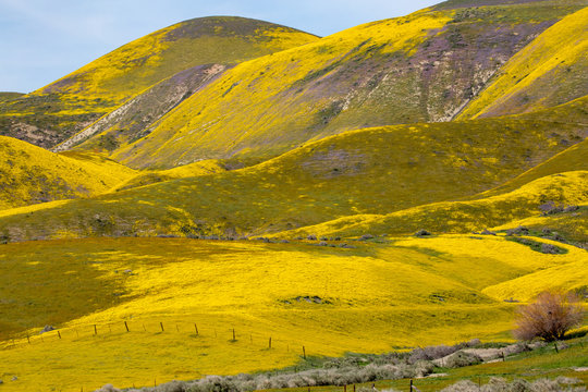 Bright yellow flowers on the Carrizo Plain during the wildflower superbloom