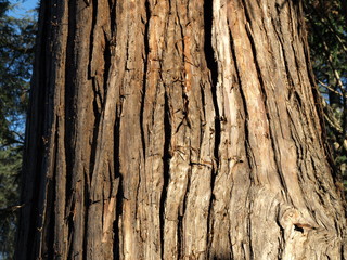 Cryptomeria Japonica