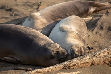 Young elephant seals recline on the beach along California's central coast
