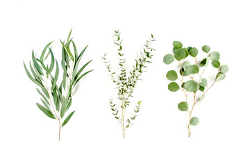 Mix of herbs green branches, leaves eucalyptus and plants collection on white background. flat lay, top view