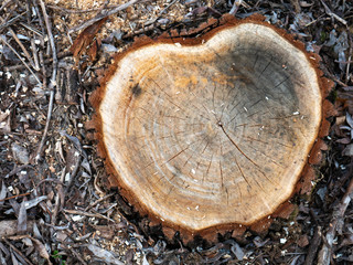 Pile of wood logs on the edge of the forest