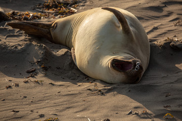 Young elephant seals recline on the beach along California's central coast