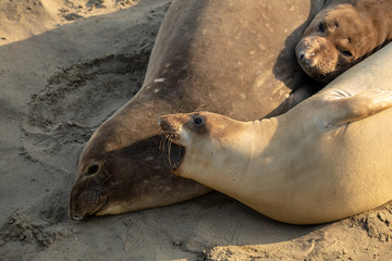 Young elephant seals recline on the beach along California's central coast