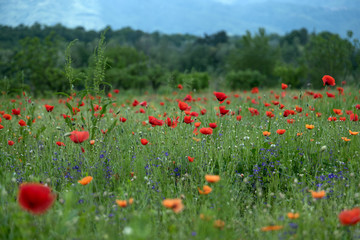 Poppy fields, Castelvecchio Pascoli, Barga, Italy