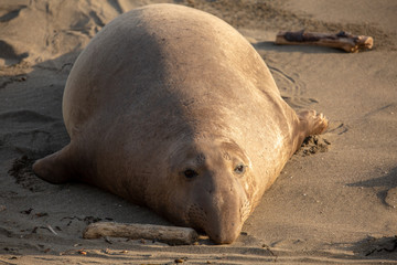 Adult male elephant seal on the beach along California's central coast