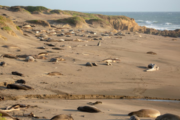 Fototapeta na wymiar Young elephant seals recline on the beach along California's central coast