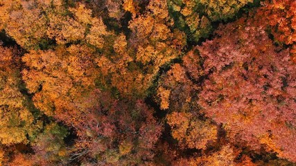 Drone Perspective of Autumn in Ukrainian Forest