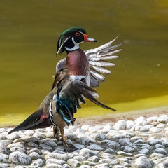 Carolina duck or wood duck, Aix sponsa, colorful duck standing,  snorting after bath 