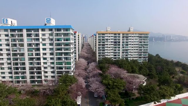 Aerial View of Cherry Blossoms street in Namcheondong , Suyeonggu, Busan, South Korea, Asia.