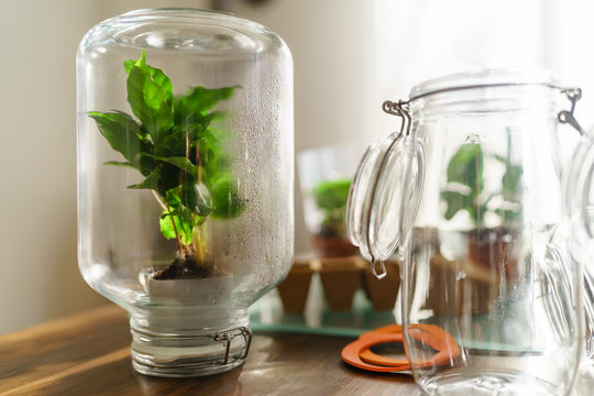 Coffee plant inside preserving jar