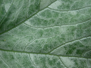 texture of leaf