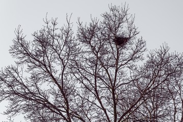 a nest in a tree