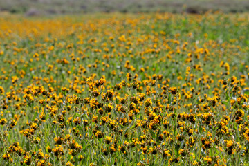 Bright yellow flowers on the Carrizo Plain during the wildflower superbloom