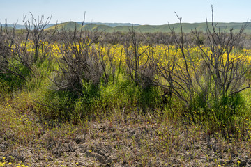 Bright yellow flowers on the Carrizo Plain during the wildflower superbloom