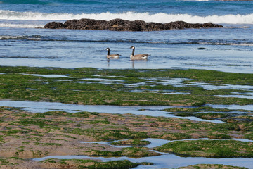 Geese enjoying the tidal pools at the beach