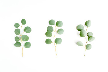 green leaves eucalyptus populus on white background. flat lay, top view