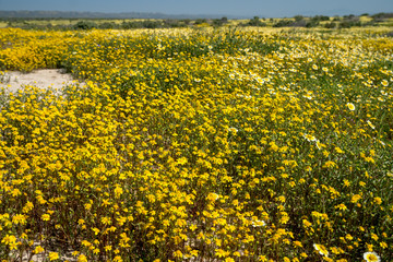 Bright yellow flowers on the Carrizo Plain during the wildflower superbloom