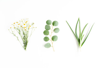 Green branches, leaves medicinal herbs: chamomile, eucalyptus, aloe, collection on white background. flat layout, top view