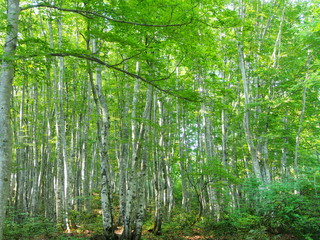 shirakami world natural heritage