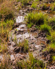 Feuchtgebiet bei Wanderung