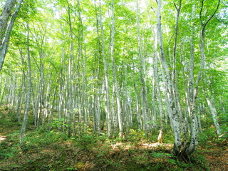 shirakami world natural heritage