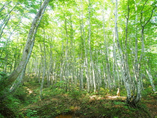 shirakami world natural heritage