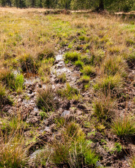 Feuchtgebiet bei Wanderung