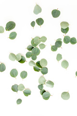 pattern texture with green leaves eucalyptus populus  isolated on white background. lay flat, top view
