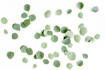 pattern texture with green leaves eucalyptus populus  isolated on white background. lay flat, top view