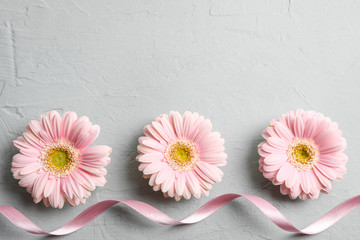 Beautiful gerbera flowers on grey background, space for text