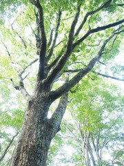 shirakami world natural heritage