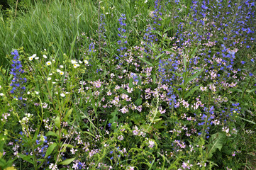 Wild grasses blossom in the meadow