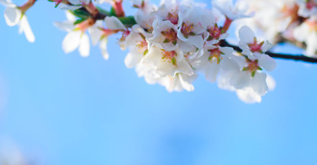 flower of Nanking cherry Prunus tomentosa