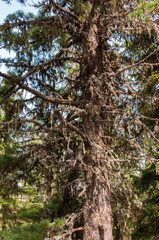 Baumrinde und Baumstamm