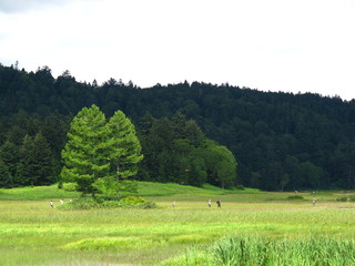 Oze swamp, japan