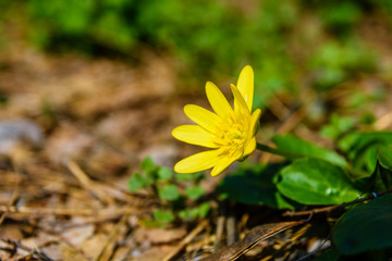 Yellow buttercup in a forest on early spring