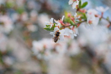 Bee on flower of Nanking cherry Prunus tomentosa