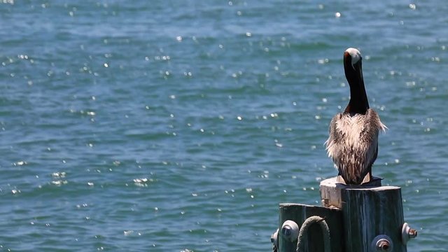 Pelican perches on pillar in St Pete, Florida