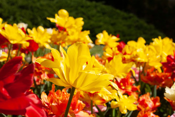 Lots of yellow and red tulips in a botanical garden.