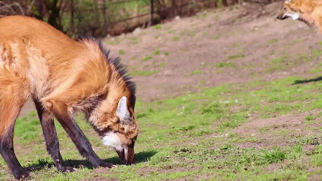 HD video of The maned (red) wolf (Chrysocyon brachyurus), South America. He is playing on green grass. He lies down and wipes his mouth. He scratches her head.