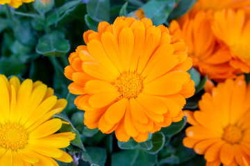 Calendula officinalis. Marigold flower with leaf isolated