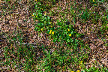 Yellow buttercups in a forest on early spring