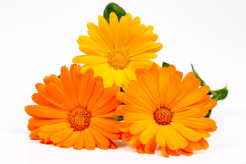 Calendula officinalis. Marigold flower with leaf isolated