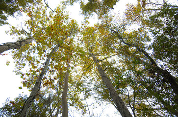 Obraz premium View of native trees against the sky at the Comite River Park, a popular mountain bike trails site, Baton Rouge, Louisiana, USA.